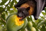 Virus Nipah nguy hiểm với tỷ lệ tử vong cao: Vì sao đến nay vẫn chưa có thuốc và vắc-xin?