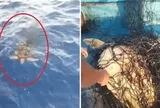 Rùa mắc lưới bơi đến thuyền cầu cứu, clip hút hơn 16 triệu lượt xem: Người quay tiết lộ thông tin