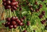Vàng đen nơi quê ngoại