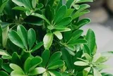 Lời khuyên dành cho những gia đình đang trồng cây ngũ gia bì