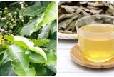 Nước vối tốt cho sức khỏe nhưng những người này nên hạn chế uống