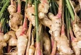Lời khuyên đến những gia đình đang trồng riềng