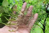 Uống lá đinh lăng, rễ lá lốt, người đàn ông cấp cứu vì không thể đi lại