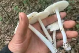 Hái nấm trong rừng về ăn, nhiều người nhập viện vì suy đa tạng