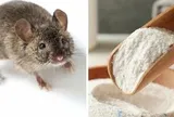 Mẹo đuổi chuột bằng bột giặt