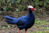 30 năm sau phát hiện chấn động, Huế sắp tái thả loài chim đặc hữu quý hiếm
