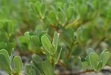 Người xưa dặn "đầu hè ăn 3 loại cỏ, cả mùa ít gặp bác sĩ": Hóa ra là 3 thứ rau đang đầy chợ Việt