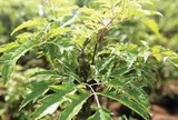 3 lý do đinh lăng được ví là "sâm Nam" của người Việt