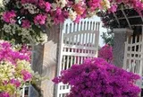 5 cây "chịu nóng" tốt nhất, nhà nào cũng nên trồng 1 loài trong nhà