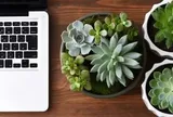 Cách chăm sóc cây sen đá tại văn phòng