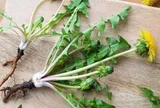Uống nước lá bồ công anh có tác dụng gì?