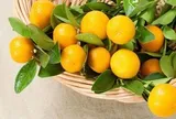 5 loại “quả vàng” được ví như cao thủ tiêu đờm: Ăn đúng cách giúp làm sạch phổi, giảm ho, cổ họng dễ chịu