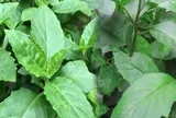 Tác dụng và bài thuốc từ cây bầu đất