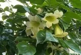 4 lời khuyên dành cho các gia đình đang trồng cây hạnh phúc