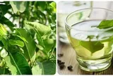 Uống nước vối có tác dụng gì?