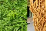 Công dụng của cây đinh lăng