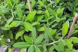 Tác dụng của cây thạch anh với sức khỏe