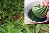 Tác dụng của cây lược vàng với sức khỏe