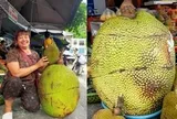 Quả mít khổng lồ nặng 53kg ở Lạng Sơn được bán với giá bất ngờ, ngỡ ngàng khi bổ ra