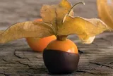 Loại quả dại ở Việt Nam “lên đời” thành đặc sản ở trời Tây, giá cao bất ngờ