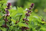 5 lý do vì sao nên trồng một chậu cây húng quế trong nhà