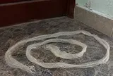 Thấy da rắn lột trong nhà nên làm gì đầu tiên?
