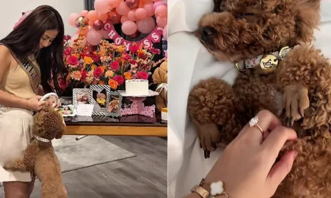 Cô gái chi 50 triệu tổ chức sinh nhật cho thú cưng, cư dân mạng cãi nhau nảy lửa