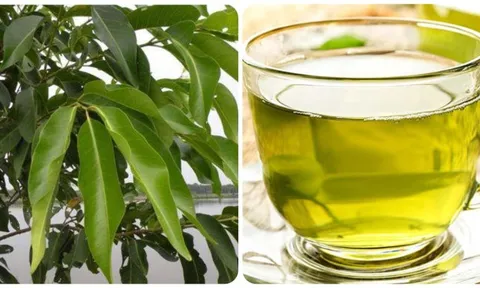 Nước lá vối tươi có tác dụng gì? 0