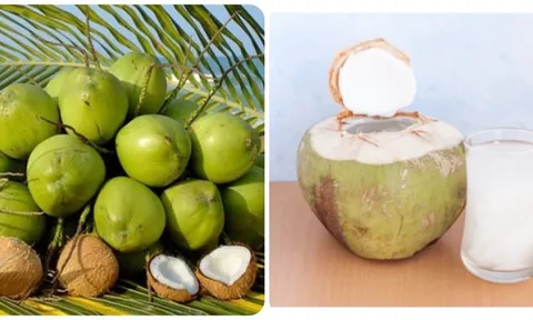 Uống nước dừa tươi vào buổi sáng có tác dụng gì? 0