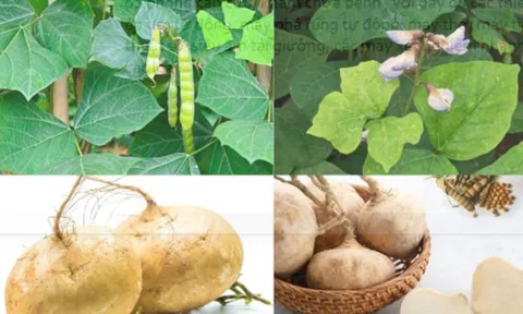 Ít ai biết, củ đậu rất ngon nhưng hạt củ đậu chứa chất độc cực nguy hiểm 0