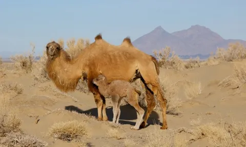 Lạc đà hoang dã đã tiến hóa để uống nước muối mặn hơn nước biển, thách thức mọi giới hạn sinh học