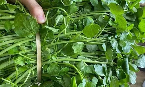 Loại rau "siêu phẩm thế giới", được Mỹ chấm điểm 100/100: Chợ Việt bán la liệt, 15.000đ/mớ