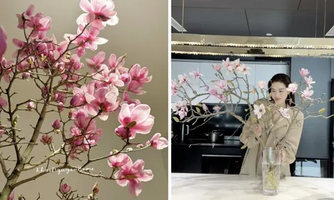 Vì sao hoa mộc lan thành trào lưu sốt xình xịch trên mạng dịp Tết Bính Ngọ? 0