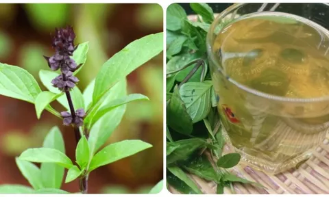 10 lợi ích tuyệt vời của rau húng quế với sức khoẻ 0