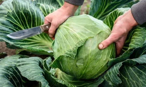 Bắp cải được phun formaldehyde thường có 3 đặc điểm, biết được bí mật này tôi đã không bao giờ mua bắp cải một cách mù quáng nữa!