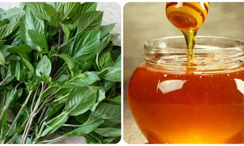Mật ong và húng quế kết hợp với nhau có tác dụng gì? 0