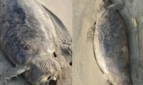 “Nàng tiên cá” đã tuyệt chủng vừa tái xuất? Phát hiện xác sinh vật bí ẩn dài 1,5 mét, phần đầu đã phân hủy