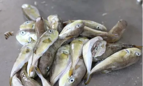 Hai ca nghi ngộ độc sau ăn cá nóc, Bộ Y tế yêu cầu điều tra 0