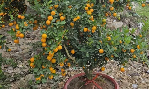 Quả quất cảnh chưng Tết có nên đem làm gia vị, pha nước uống? 0