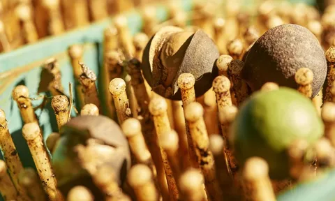 "Nữ hoàng các loại hạt" đắt đỏ bậc nhất thế giới, ví như vàng nâu: Việt Nam có hẳn 1 thủ phủ chuyên trồng