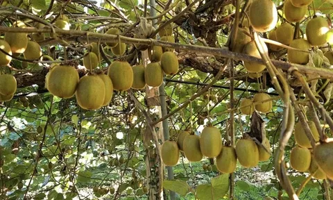 Ung thư rất “sợ” 6 loại quả này, dễ kiếm ở Việt Nam nhưng không phải ai cũng biết tận dụng