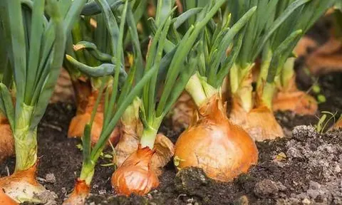 Được ví như “linh chi của các loại rau”, hành tây có gì đặc biệt mà chỉ cần ăn một ít đã giúp làm ấm cơ thể?