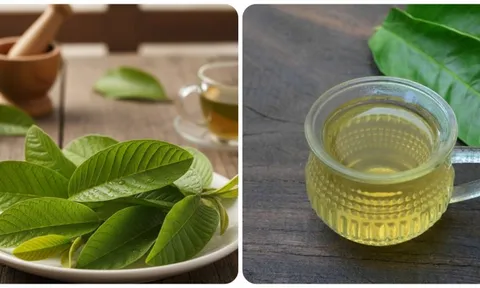 Uống nước lá ổi hàng ngày có tác dụng gì?