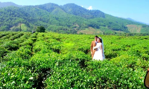 Hương chè Quyết Thắng vùng cao