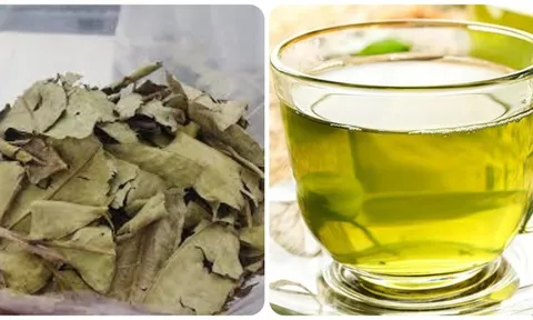 Nước lá vối khô có tác dụng gì?