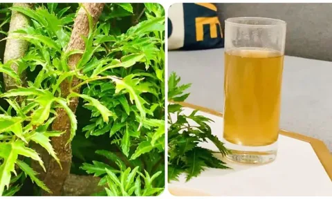 Nước lá đinh lăng có tác dụng gì?