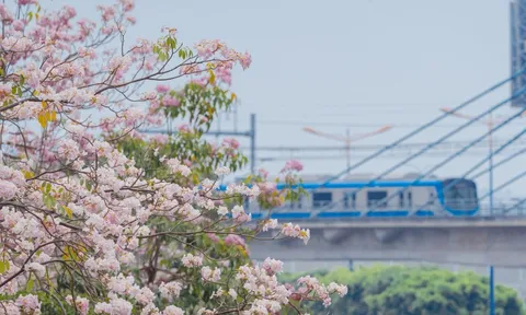 VIDEO: Con đường hoa kèn hồng lãng mạn tại TPHCM