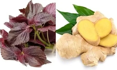 Bài thuốc từ lá tía tô nấu với gừng ai cũng cần biết