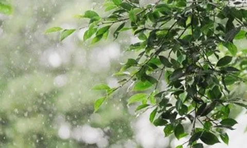 Tiết Cốc vũ 2026 bắt đầu từ ngày nào, có đặc điểm gì?