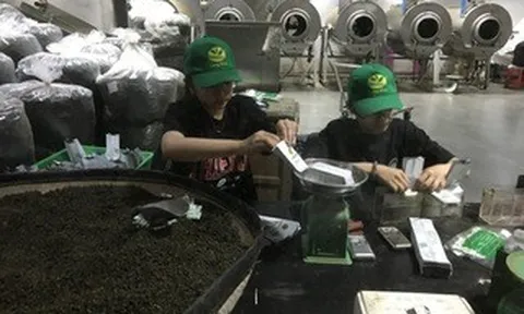 Một lần tới thăm bảo tàng trà ở phố ngàn hoa